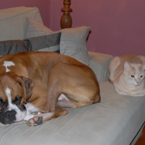 Buddies