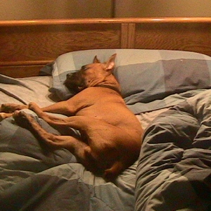 He thinks it's his bed