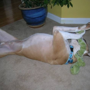 I LOVE my toys