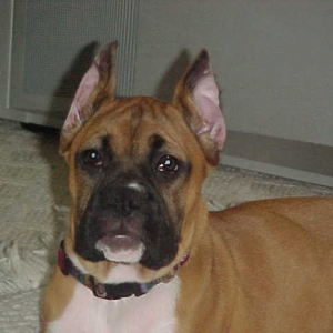 Post op ears 2 weeks