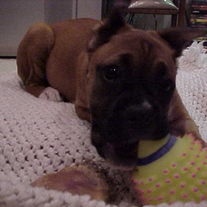 Dutchess loves her toys
