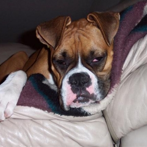 After Obedience Training