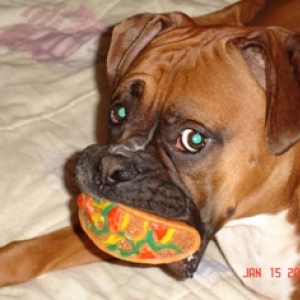 Kaine & His Toy Taco!