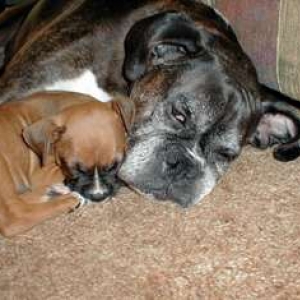 Kaine & Sugar