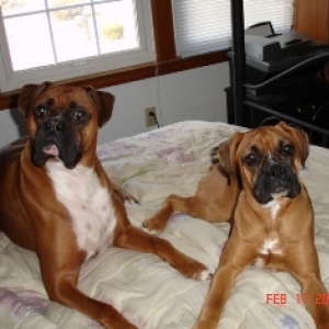 Canine Pal's!