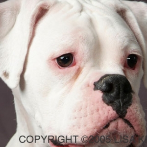 Who could resist this face?