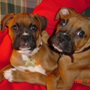Dixie and Dudley resting with Daddy