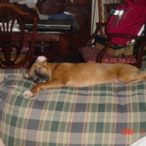 Dixie -- she just thinks she will always be this size