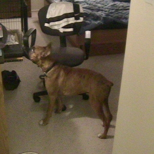 Hunter at 5 months old