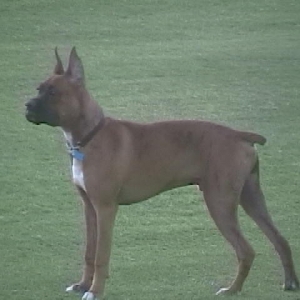 Hunter at 6 months old