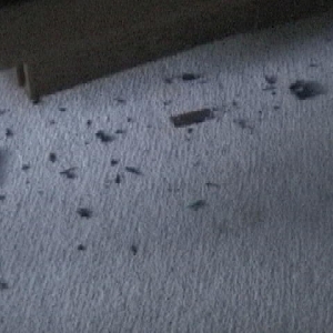 What Hunter did to my remote