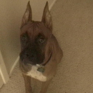 A guilty face