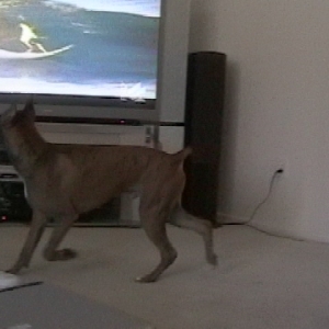 Watching some surfing. (7 months old)