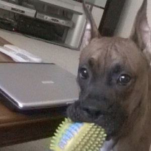 Wants to play fetch