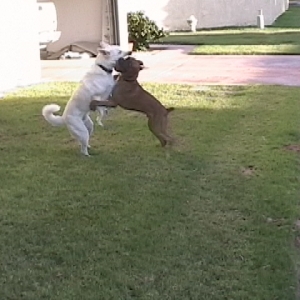 Hunter with his best friend Buddy
