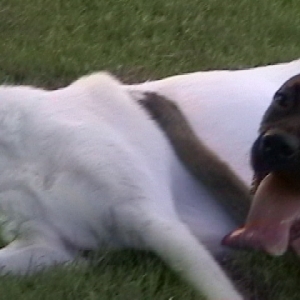 Hunter with his best friend Buddy