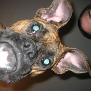 ears