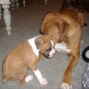 Gracie and Boss
