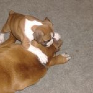Gracie and Boss playing