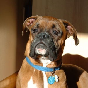 Samson's Head Shot