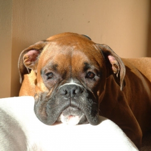 Samson's Pillow