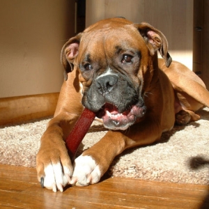 Enjoying bone