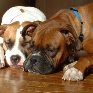 Two tired dogs
