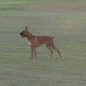 Hunter at 7 months old