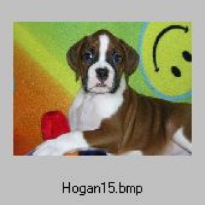 Hogan