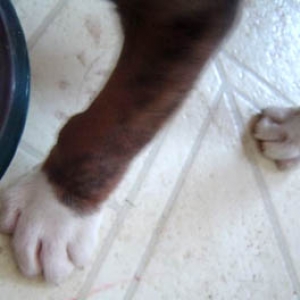Deformed Feet