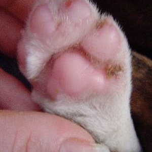 Foot Pad