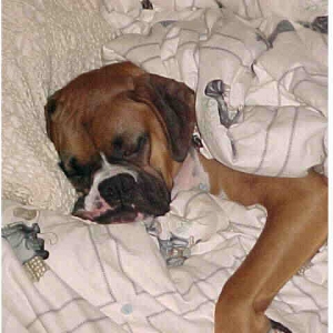 Otis the Blanket Baby