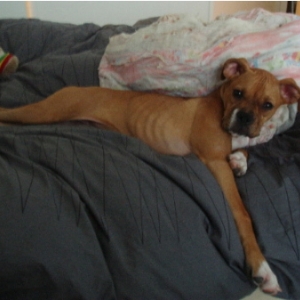 mybed