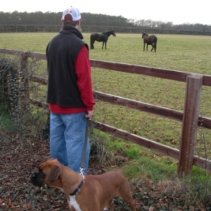 Guarding the Horses