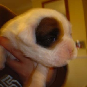 Baby Boy 2 weeks.