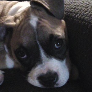 Abby @ 3 months