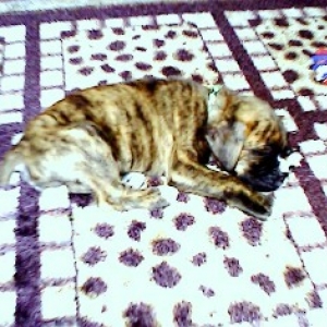 Stop, Drop, & Snooze!