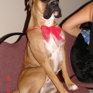 Year_of_dog