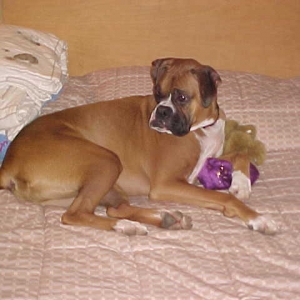 Otis enjoying a motel bed