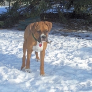 Zeus playing outside