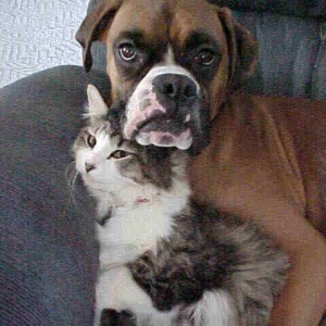 Otis and our cat sleeping