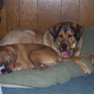 Buddies napping together