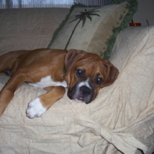 Sleepy Boxer