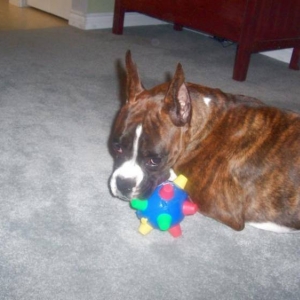 crazy dog