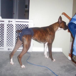skinny dog
