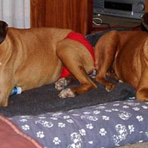 The last photo we took of Sugar and Ray together
