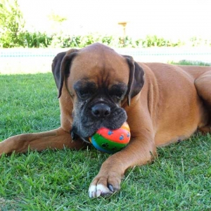 Sugar and her favourite ball