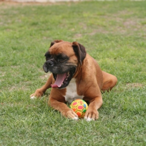 Sugar looks like she is laughing