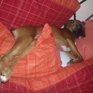Ruby, extremely comfy on my bed!