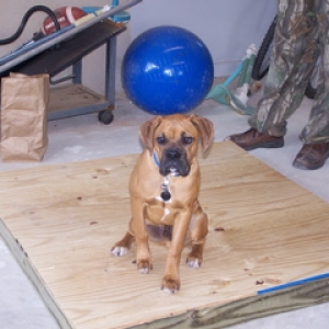 Cooter.ballonhead